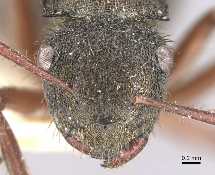 File:Polyrhachis obscura casent0906754 h 1 high.jpg