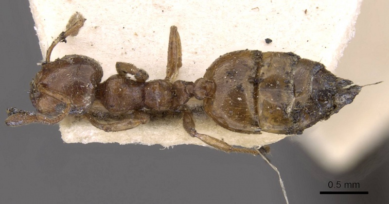 File:Crematogaster neuvillei casent0908544 d 1 high.jpg