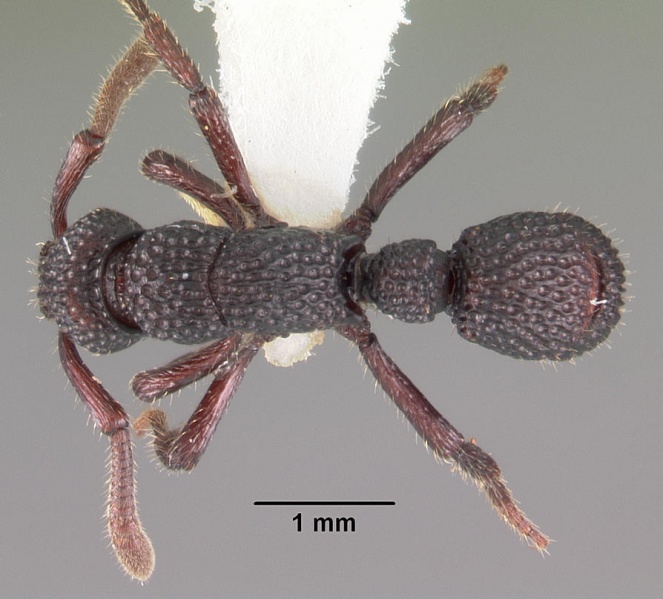 File:Loboponera vigilans casent0102329 dorsal 1.jpg