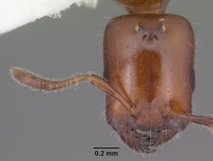 Myrmelachista ramulorum casent0104125 head 1.jpg