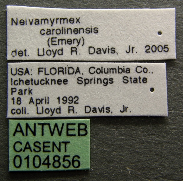 File:Neivamyrmex carolinensis casent0104856 label 1.jpg