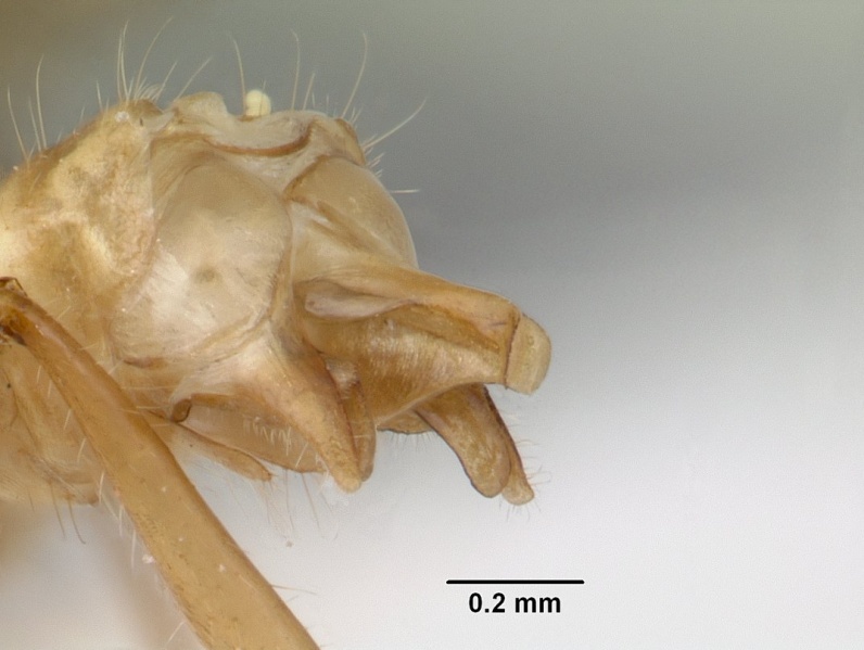 File:Petalomyrmex phylax casent0178511 profile 3.jpg