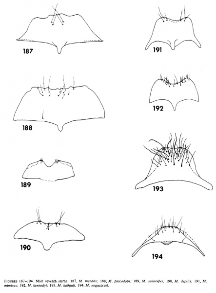 File:Snelling 1976 Myrmecocystus fig 187-194.jpg