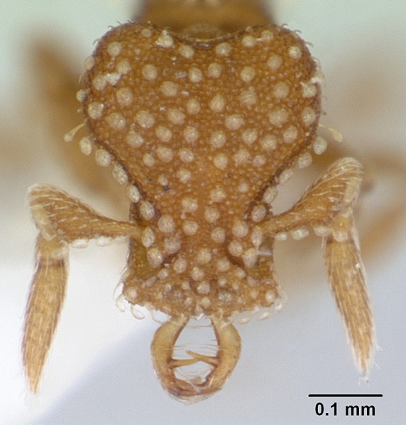 File:Strumigenys emmae casent0173254 head 1.jpg