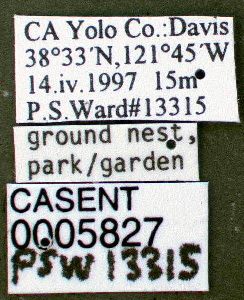 File:Tetramorium caespitum casent0005827 label 1.jpg