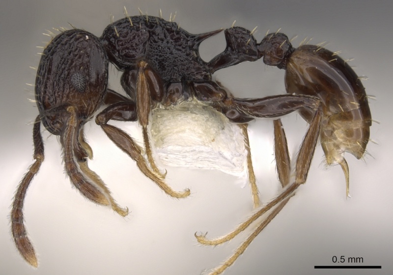 File:Tetramorium invictum casent0901200 p 1 high.jpg