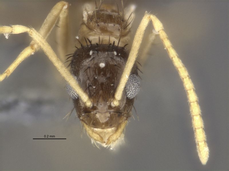File:USNM-ENT00755074 Nylanderia deceptrix paratype male head.jpg