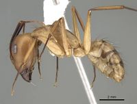 Camponotus taniae casent0919828 p 1 high.jpg