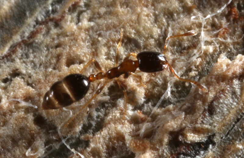 File:Monomorium-floricola-1826.jpg