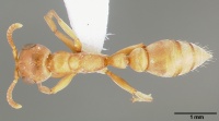 Pseudomyrmex janzeni casent0005787 dorsal 1.jpg