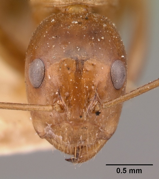 File:Camponotus christi casent0101435 head 1.jpg