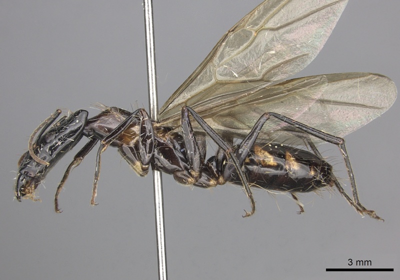 File:Camponotus mirabilis casent0249616 p 1 high.jpg