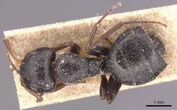 Camponotus olivieri casent0905424 d 1 high.jpg