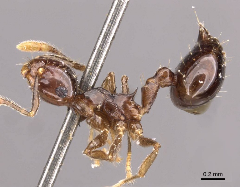 File:Crematogaster baduvi casent0908365 p 1 high.jpg