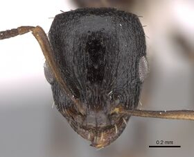 Nesomyrmex micheleae CASENT0922872 H.jpg