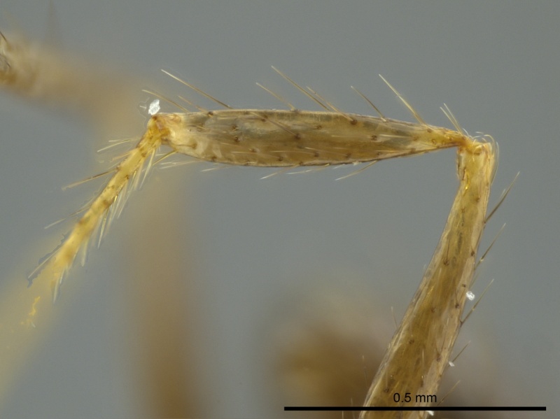 File:Pheidole capillata casent0624240 p 4 high.jpg