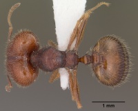 Pheidole xerophila casent0104451 dorsal 1.jpg