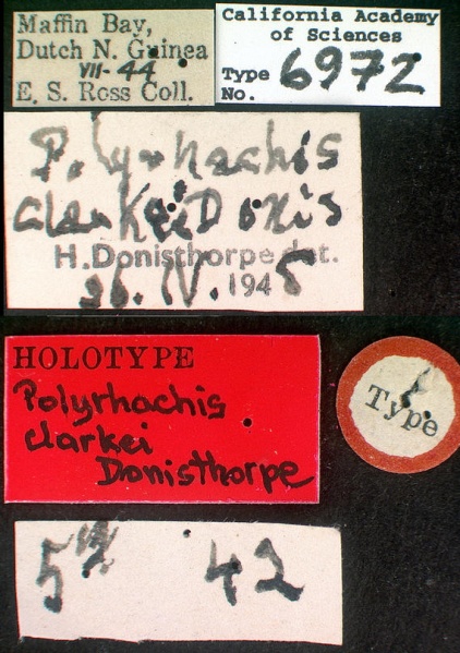 File:Polyrhachis clarkei castype06972 label 1.jpg