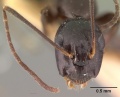 Camponotus christi foersteri casent0101441 head 1.jpg