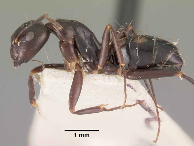 File:Camponotus quadrimaculatus casent0102443 profile 1.jpg