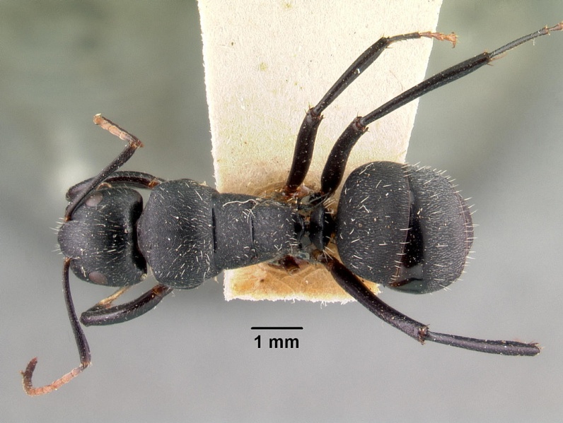 File:Camponotus robustus casent0101481 dorsal 1.jpg