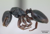 Cephalotes guayaki casent0173677 profile 1.jpg