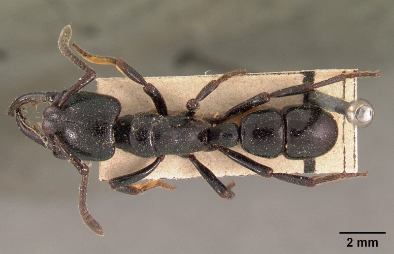 File:Plectroctena gestroi casent0102134 dorsal 1.jpg