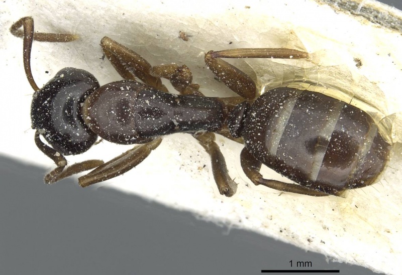 File:Camponotus orinobates casent0911875 d 1 high.jpg