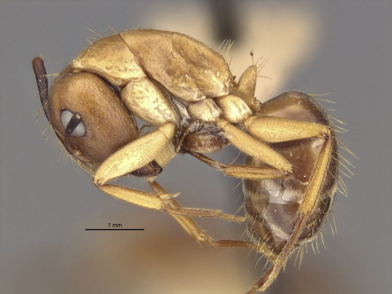 File:MCZ-21493 Camponotus incensus major side.jpg