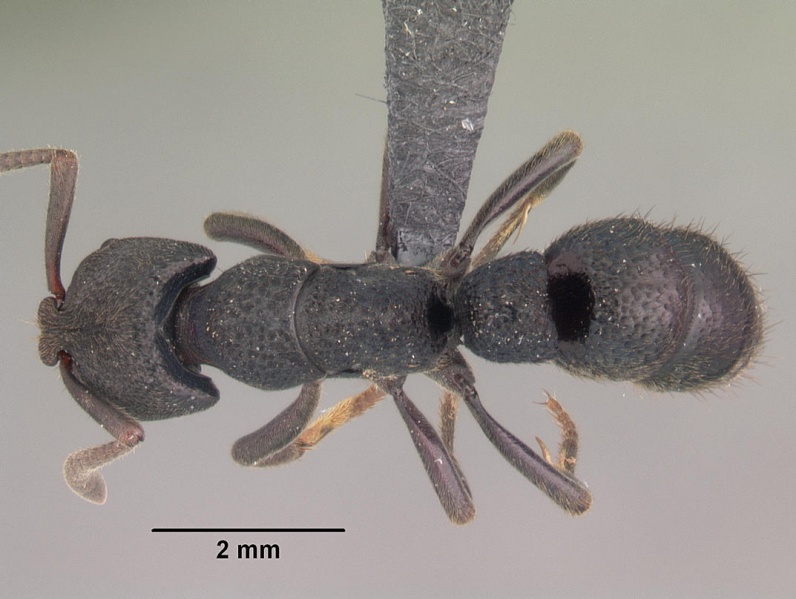 File:Pachycondyla cambouei casent0029098 dorsal 1.jpg