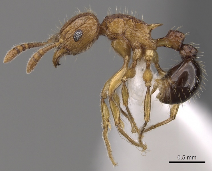 File:Tetramorium hecate casent0316961 p 1 high.jpg