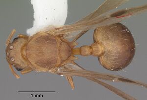 Wasmannia auropunctata casent0102747 dorsal 1.jpg