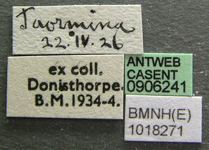 Bothriomyrmex communista casent0906241 l 1 high.jpg