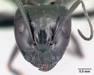 Camponotus liandia worker casent0053952 h.jpg