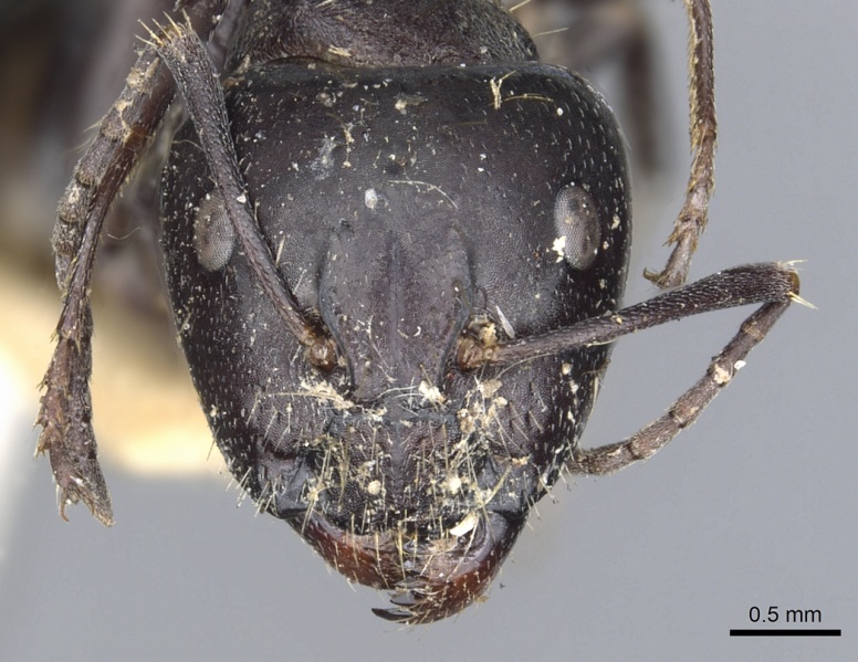 File:Camponotus nigroaeneus casent0903543 h 1 high.jpg