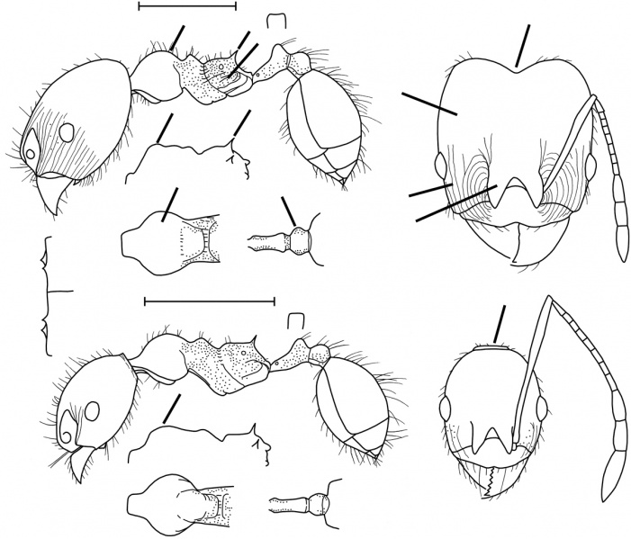 File:Pheidole mooreorum Wilson 2003.jpg