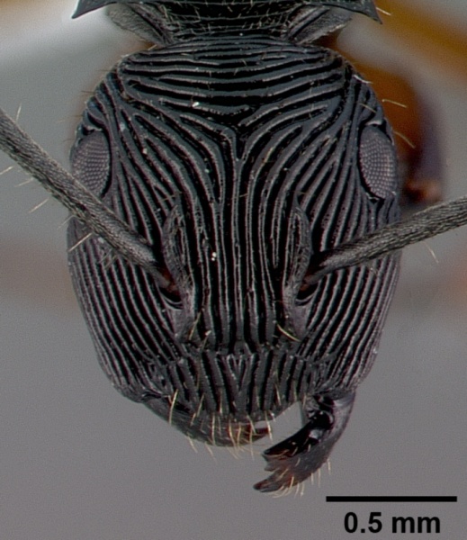 File:Polyrhachis roomi casent0009234 h 1 high.jpg