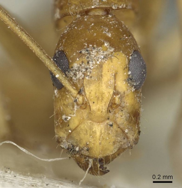 File:Camponotus abjectus casent0911884 h 1 high.jpg
