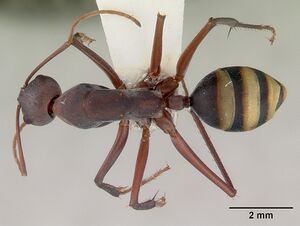 Camponotus aurocinctus casent0172175 dorsal 1.jpg
