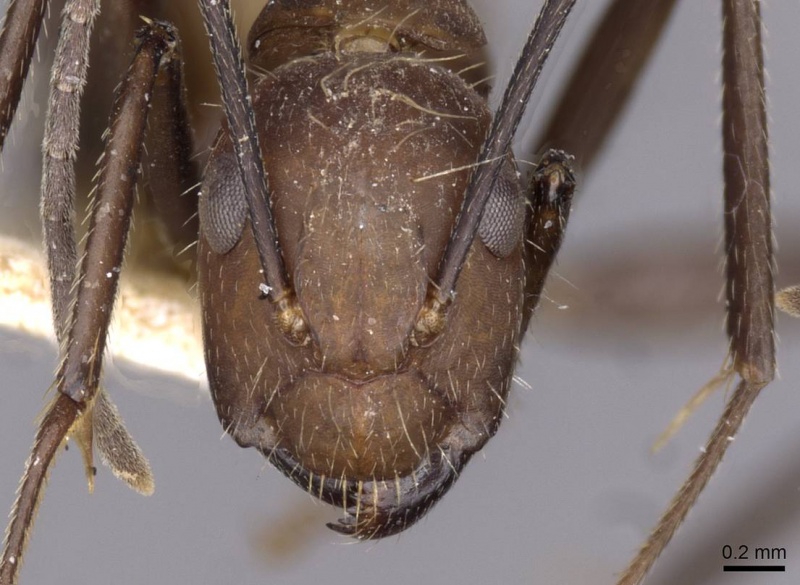 File:Camponotus exiguoguttatus casent0910160 h 1 high.jpg