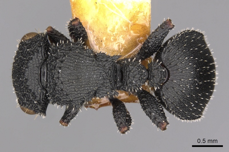 File:Cataulacus marginatus D casent0900253.jpg