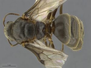 Mcz-ent00520088-Lasius-alienus-queen-had.jpg