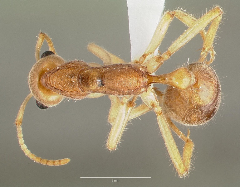 File:Nothomyrmecia macrops casent0003155 dorsal 1.jpg