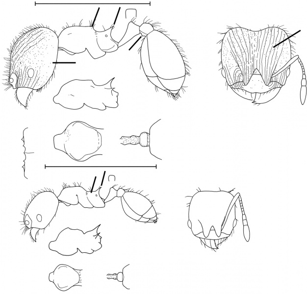 File:Pheidole globularia Wilson 2003.jpg