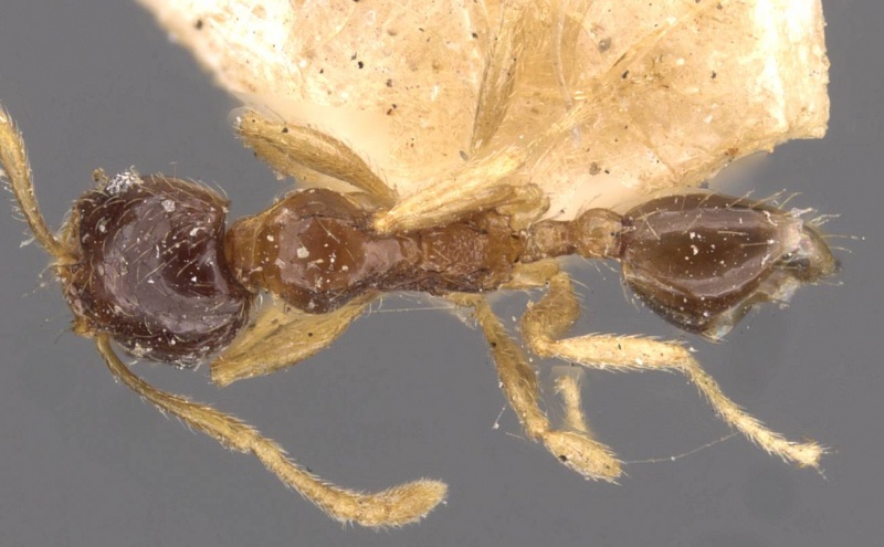 File:Pheidole watsoni casent0908006 d 1 high.jpg