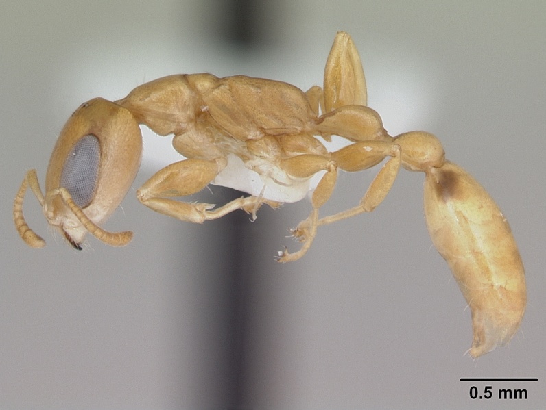 File:Pseudomyrmex simplex casent0173776 profile 1.jpg