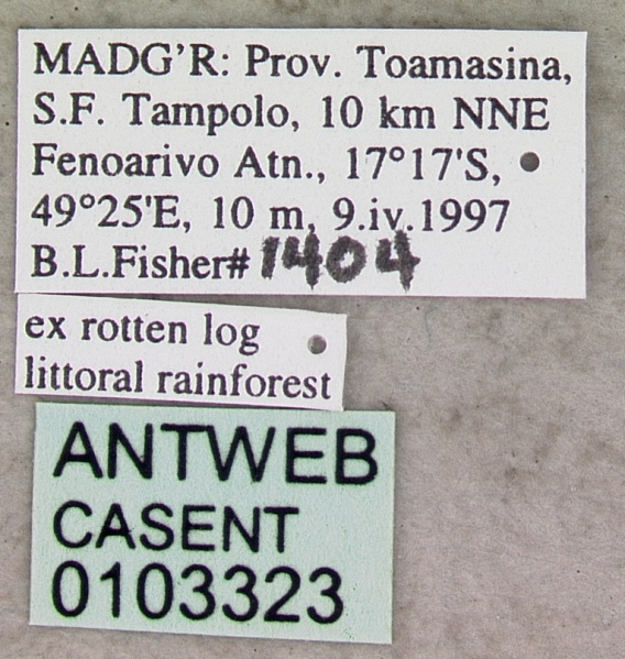 File:Tapinoma melanocephalum casent0103323 label 1.jpg