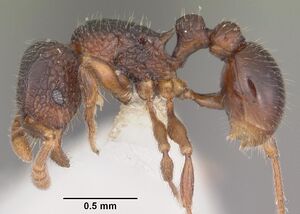 Tetramorium quasirum casent0102354 profile 1.jpg