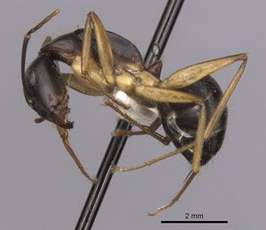 Camponotus prostans casent0280200 p 1 high.jpg