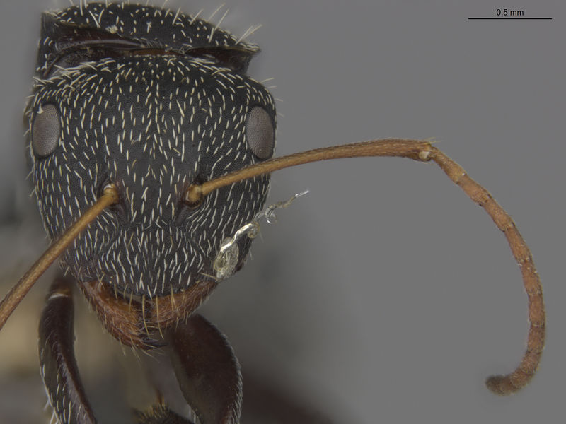 File:MCZ-ENT00021625 Camponotus albistramineus hef.jpg
